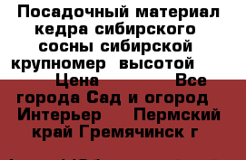 Посадочный материал кедра сибирского (сосны сибирской) крупномер, высотой 3-3.5  › Цена ­ 19 800 - Все города Сад и огород » Интерьер   . Пермский край,Гремячинск г.